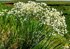 Eremogone longifolia