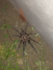 Chilobrachys assamensis