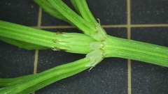 Equisetum arvense