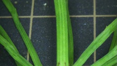 Equisetum arvense