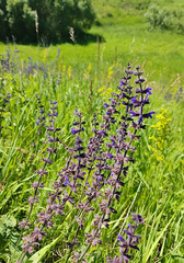 Salvia dumetorum