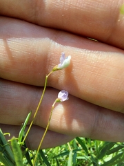 Vicia tetrasperma