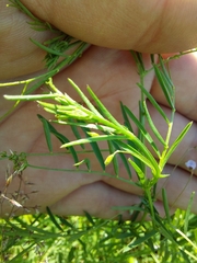 Vicia tetrasperma