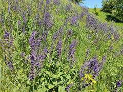 Salvia dumetorum