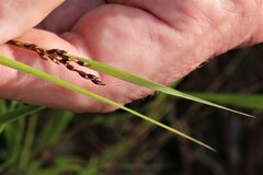 Anthoxanthum rariflorum