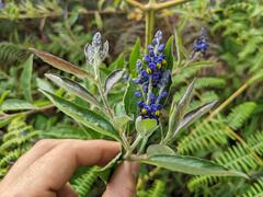 Monnina santamartensis