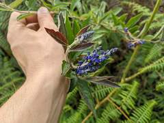 Monnina santamartensis