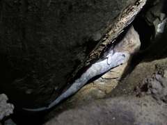 Hemidactylus graniticolus