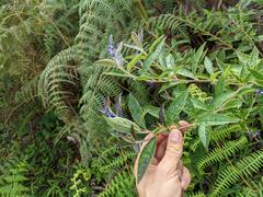 Monnina santamartensis