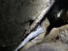 Hemidactylus graniticolus