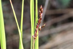 Anthoxanthum rariflorum