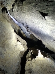 Hemidactylus graniticolus