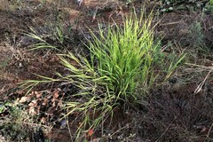 Anthoxanthum rariflorum