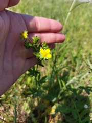 Potentilla intermedia