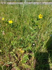 Potentilla intermedia