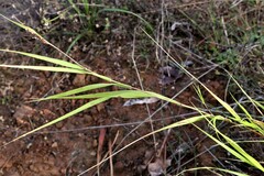 Anthoxanthum rariflorum