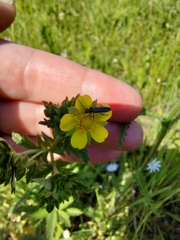 Potentilla intermedia