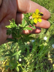 Potentilla intermedia