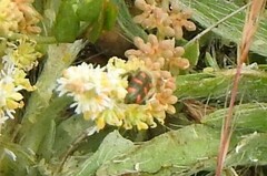 Trichodes leucopsideus