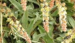 Trichodes leucopsideus