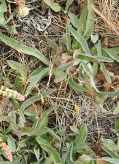 Pilosella castellana