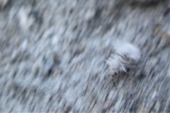 Dasymutilla gloriosa