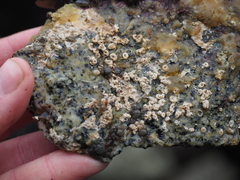 Petrolisthes cinctipes