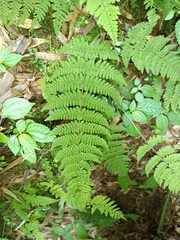 Acystopteris tenuisecta