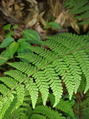 Acystopteris tenuisecta