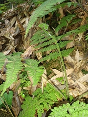 Acystopteris tenuisecta