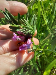 Vicia sepium