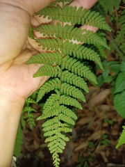 Acystopteris tenuisecta