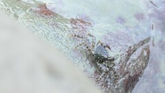 Metopograpsus frontalis