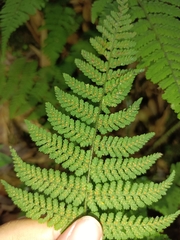 Acystopteris tenuisecta