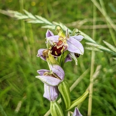 Ophrys apifera