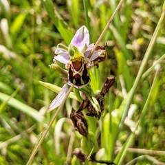 Ophrys apifera