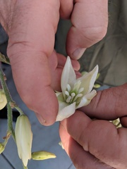 Tegeticula yuccasella