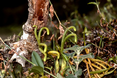 Phlegmariurus megastachyus