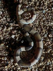 Phyllorhynchus browni