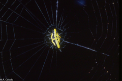 Gasteracantha rhomboidea