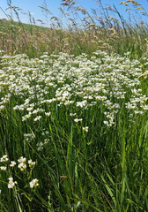 Eremogone longifolia