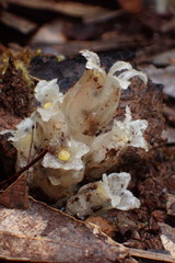 Pityopus californicus