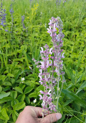 Salvia dumetorum
