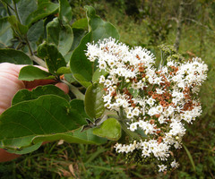 Ehretia cymosa