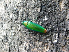 Chrysochroa fulminans