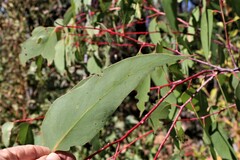 Eucalyptus sieberi