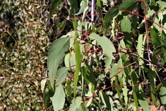 Eucalyptus sieberi