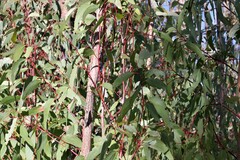 Eucalyptus sieberi