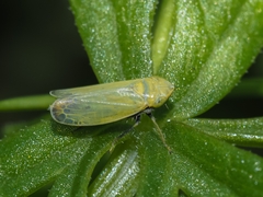 Diplocolenus abdominalis