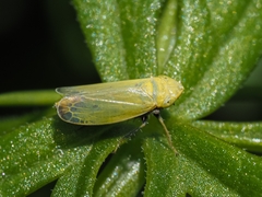 Diplocolenus abdominalis